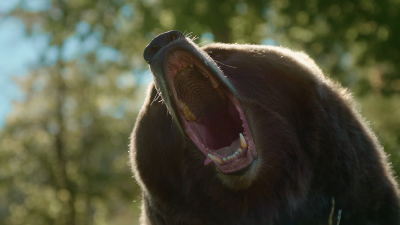 Rugged "Park Ranger"